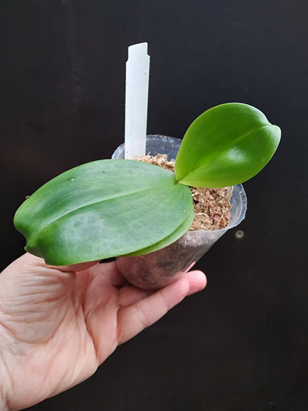 Phalaenopsis Mituo King 'April Blood'.jpg