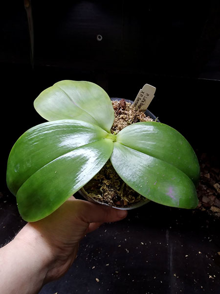 Phalaenopsis Ld's Bear King x Samera.jpg