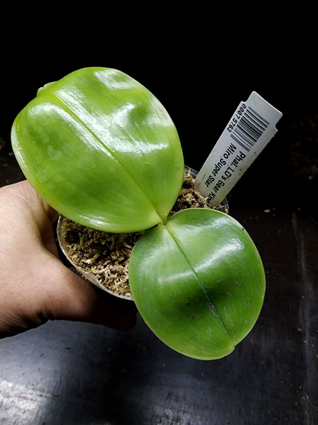 Phalaenopsis LD's Bear King 'YK-14' x Miro Super Star.jpg