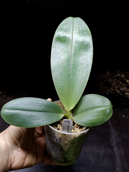 Phalaenopsis Joy Jewel Box (Joy Spring Venus x Buena Jewel).jpg