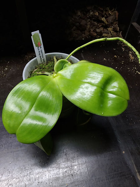 Phalaenopsis speciosa 'SWR -38' x Mituo King Bellina '126'.jpg