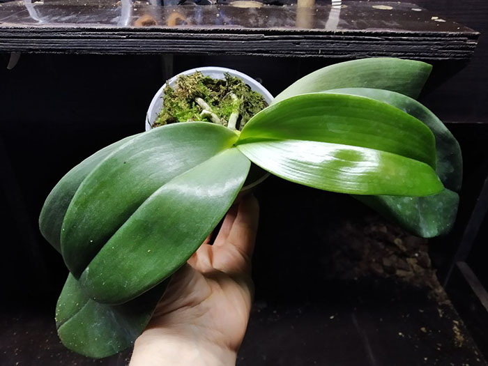 Phalaenopsis gigantea x Mituo Coral Mambonosa.jpg