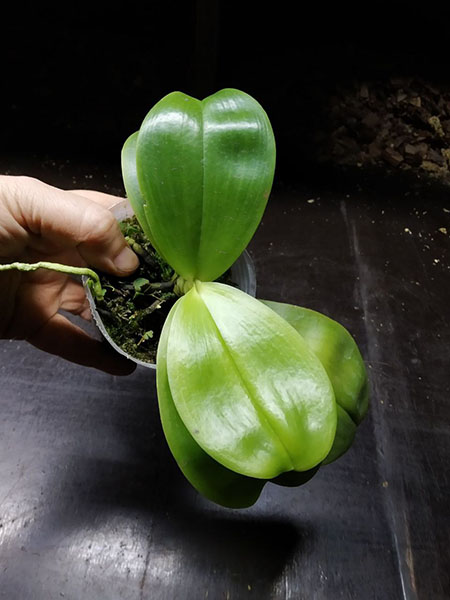 Phalaenopsis (Penang Violacea 'indigo' x Mituo Reflex Dragon 'Blue-2').jpg