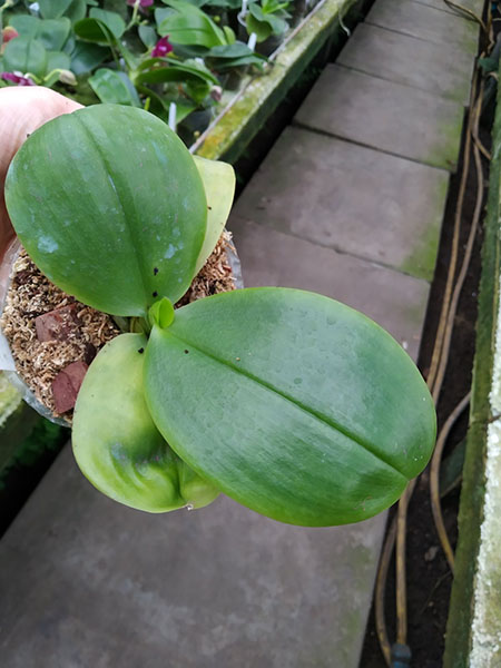 Phalaenopsis Mituo Prince 'Chin Ming'.jpg