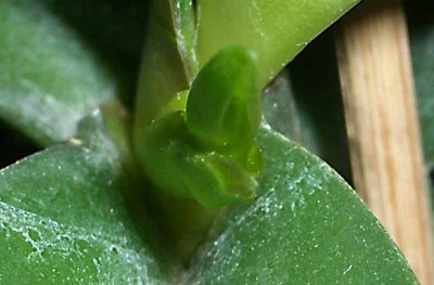 Фото не очень хорошее, но видно, как разворачивается второй лист и внутри выглядывает третий.