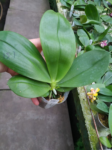 Phalaenopsis Mituo 24 Solar Terms 'White Dew'.jpg