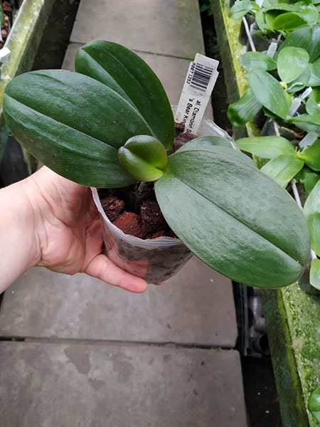 Phalaenopsis Diamond Beauty '1202' x Ld's Bear King 'YK7'.jpg