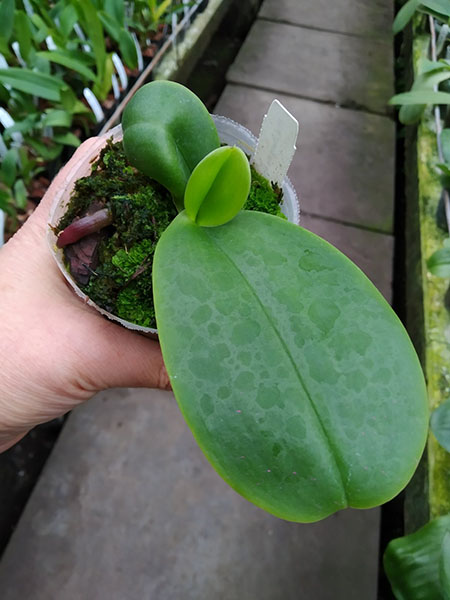 Phalaenopsis Zheng Min Anaconda 'CL-01'.jpg