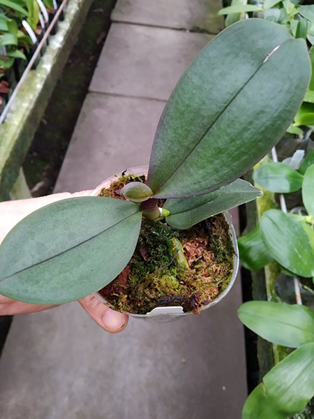 Phalaenopsis 'MF 376'.jpg