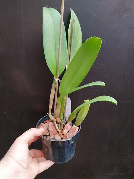 Laeliocattleya Dorothy Oka.jpg