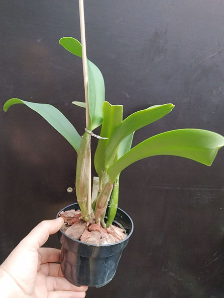 Laeliocattleya Mem Robert Strait 'Islander Delight'.jpg