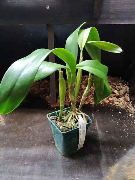 Cattleya Duckitt Ruby No 5 x Laelia anceps lineata.jpg