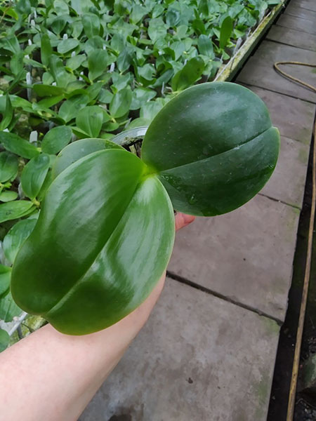 Phalaenopsis (Mituo Sun King x gigantea 'M#2').jpg