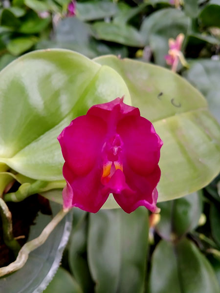 Phalaenopsis LD Bellina Kingfisher 'Mituo#1' x Mituo Blue Smurfs 'Blue Sea'.jpg