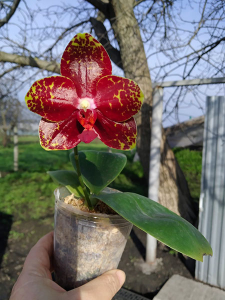 Phalaenopsis YangYang Bumblebee 'Prince'.jpg