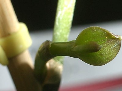 И я и эксперты были на 100% уверены, что это детка. А вы?