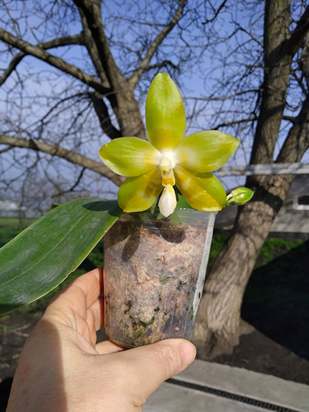 Phalaenopsis Yaphon 'Yellow Story' x Yaphon 'Yellow Bomb'.jpg
