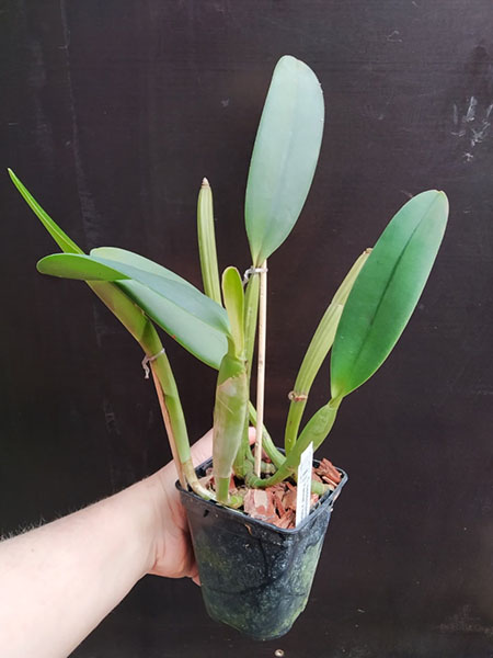 Cattleya lueddemanniana rubra 'Fennel' x rubra 'W'.jpg