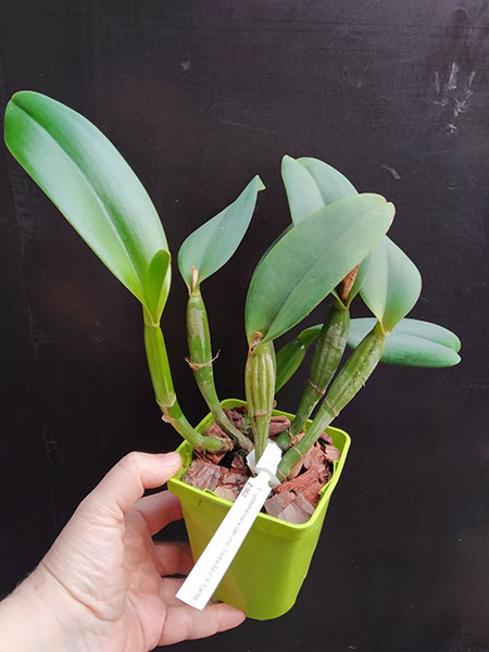 Cattleya lueddemanniana coerulea 'Pedra Azul' XXX x Cattleya lueddemanniana coerulea 'Caribe'.jpg