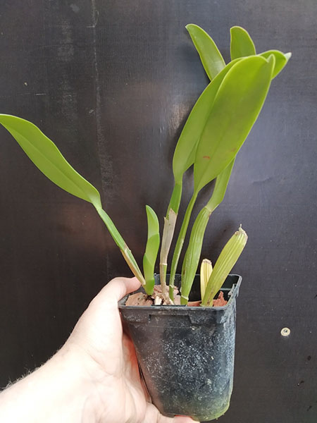 Cattleya labiata concolor 'Simoes' SELF.jpg
