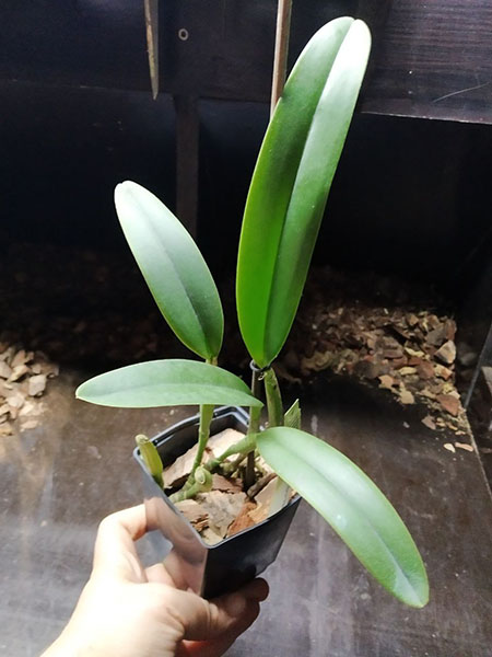 Cattleya maxima 'Peruana' x SELF.jpg