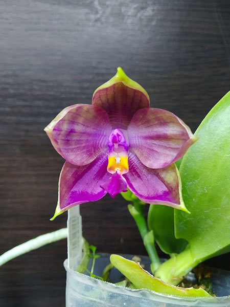 Phalaenopsis LD Bellina Kingfisher 'Mituo#1' x Mituo Blue Smurfs 'Blue Sea'.jpg