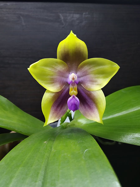 Phalaenopsis Mituo Princess 'Black Beauty' x (speciosa x Mituo Prince) 'Taro purple'.jpg