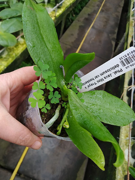 Phalaenopsis Java Mini 'Freya' x deliciosum var hookerianum.jpg