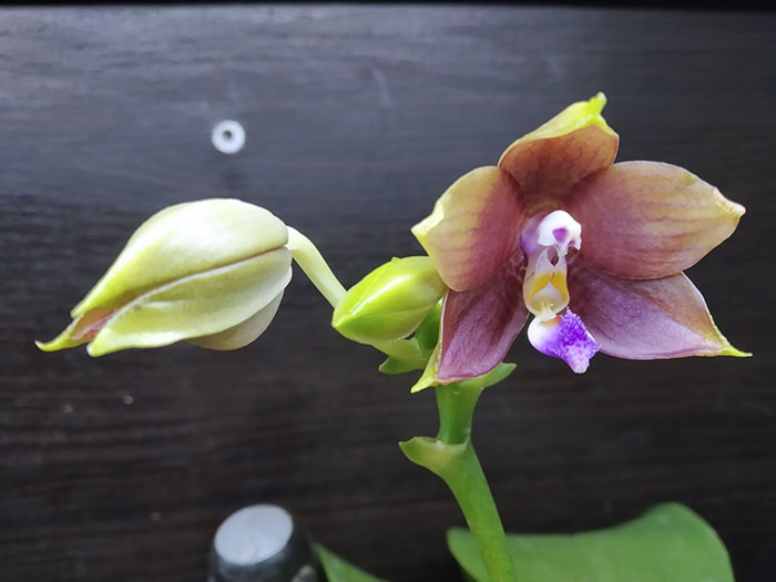 Phalaenopsis Mituo Blue Smurfs 'Blue-S' x Mituo Speciosa 'Blue-Coffe'.jpg