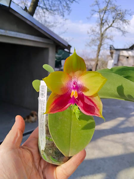 Phalaenopsis LD Bellina Kingfisher 'Mituo#1' x Mituo Blue Smurfs 'Blue Sea'.jpg