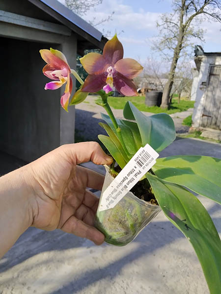 Phalaenopsis Mituo Blue Smurfs 'Blue-S' x Mituo Speciosa 'Blue-Coffe'.jpg