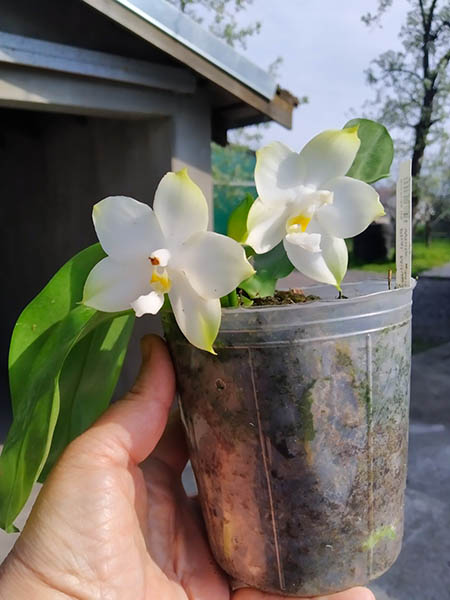 Phalaenopsis Mituo Purple Dragon 'BLue White' x Mituo Golden Tiger 'TTT'.jpg