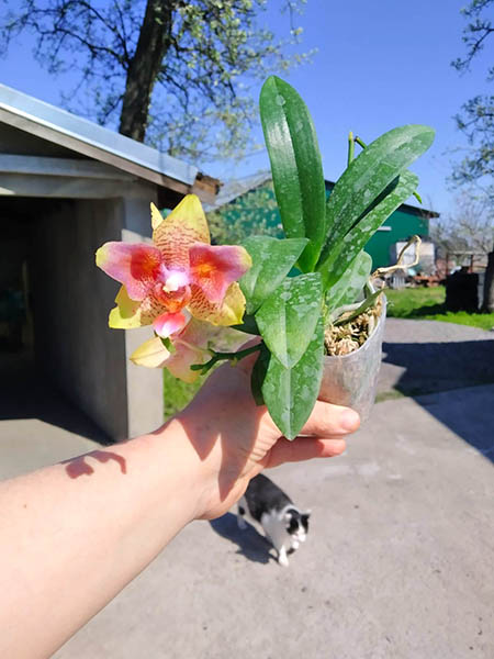 Phalaenopsis (Tzu Chiang Balm-Brother Sara Gold) 'ES-1'.jpg