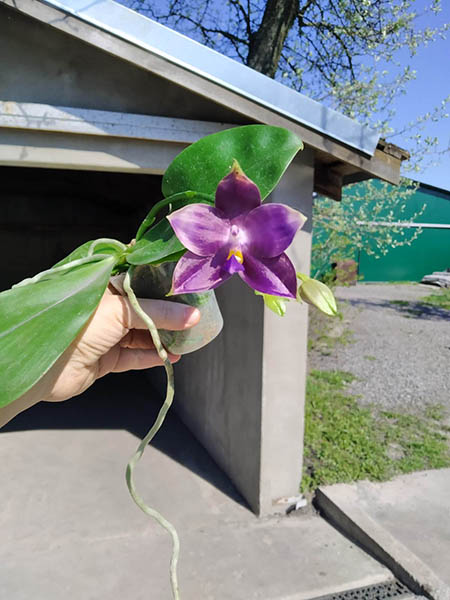 Phalaenopsis Mituo Reflex Dragon 'Blue-2' x Mituo Speciosa 'Mituo#1'.jpg