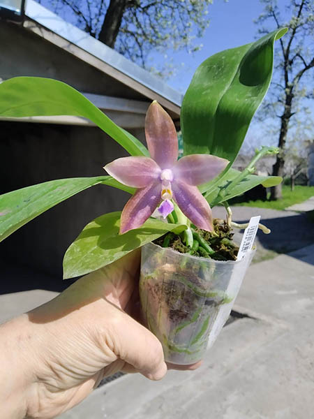 Phalaenopsis Mituo Blue Smurfs 'Blue-S' x Mituo Speciosa 'Blue-Coffe'.jpg