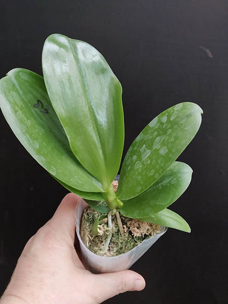 Phalaenopsis Mituo Reflex Dragon 'Blue-2' x (Mituo Samera x Mituo Blue Bear) 'Blue'.jpg