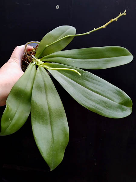 Phalaenopsis tetraspis 'C2'.jpg