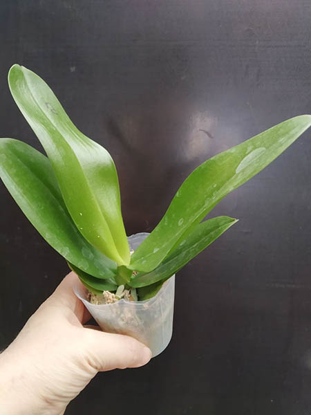 Phalaenopsis Mituo Reflex Dragon 'Blue-2' x Jincheng Big Magic Bean.jpg