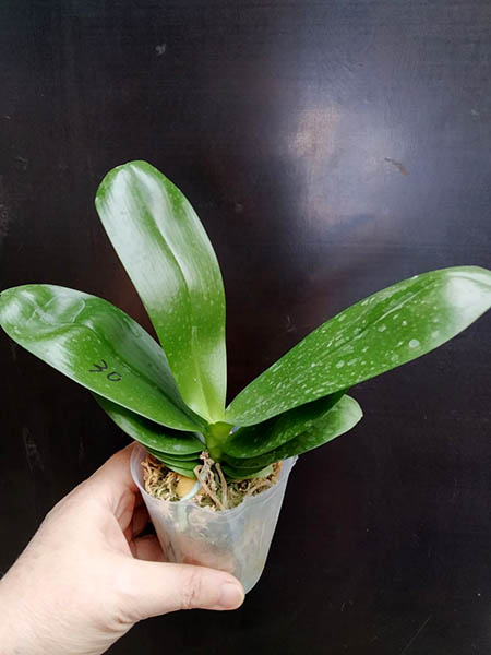 Phalaenopsis (Miro Supper Star 'MO198' x LD Sun Dragon 'MO98') x Mituo Purple Dragon.jpg