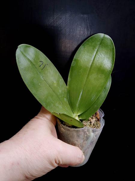 Phalaenopsis Mituo Reflex Dragon 'Blue -2' x Mituo 24 Solar Terms.jpg