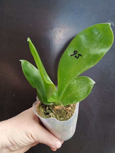 Phalaenopsis Mituo Purple Dragon x Yungho Gelb Canary 'Sunshine'.jpg