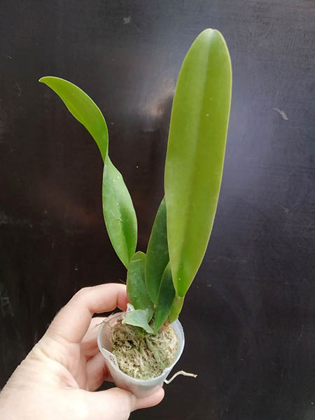Cattleya percivaliana x sib (tipo 'Hsinying' x perolica 'Hercules').jpg