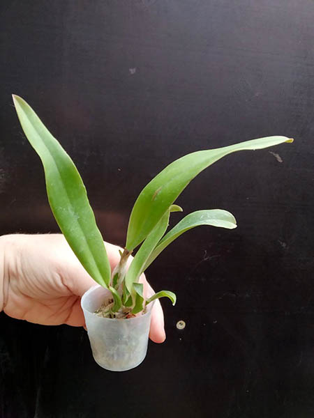 Cattleya trianae trilabelo x sib ('Mampos' x 'Majestic').jpg