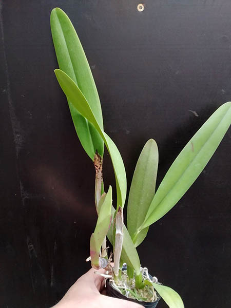 Cattleya trianae trilabelo x sib ('Majestic' x 'El Paso').jpg