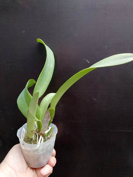 Cattleya trianae fma trilabelo x sib ('Mampos' x 'El Paso').jpg