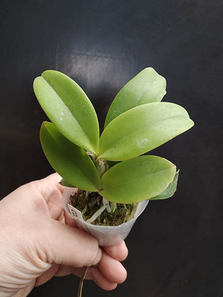 Cattleya violacea x sib (carnea x suavissima 'Coronet').jpg