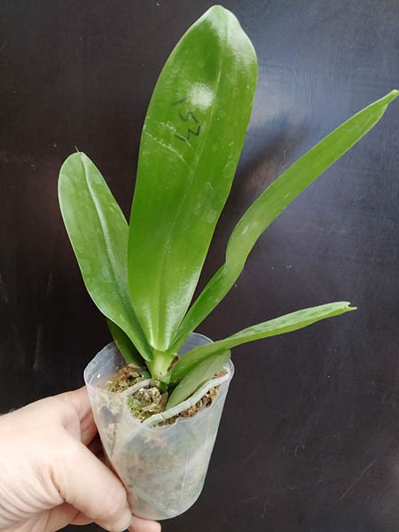 Phalaenopsis Mituo 24 Solar Terms 'Black Angel'.jpg