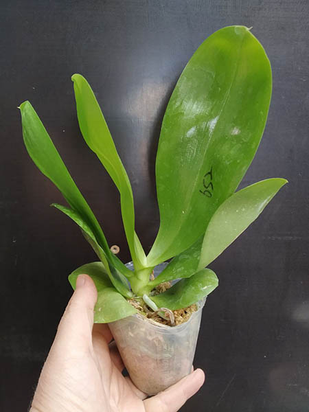 Phalaenopsis Mituo Golden Tiger 'Yellow Dragon'.jpg