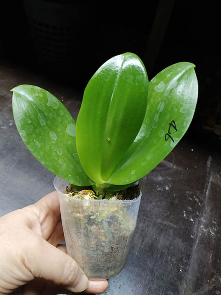 Phalaenopsis Mituo Reflex Dragon 'Blue-2' x Mituo Love 'M#2'.jpg