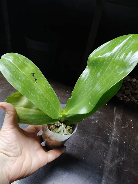 Phalaenopsis Mituo Purple Dragon x Sogo Vivien 'VQ'.jpg